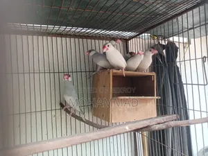 Silver Java White Java