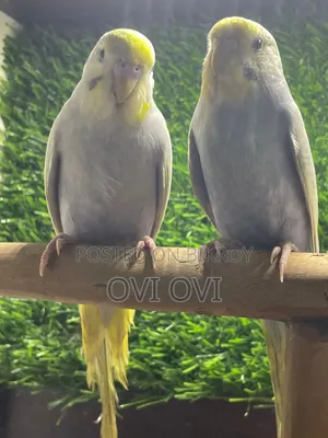 Running Budgies