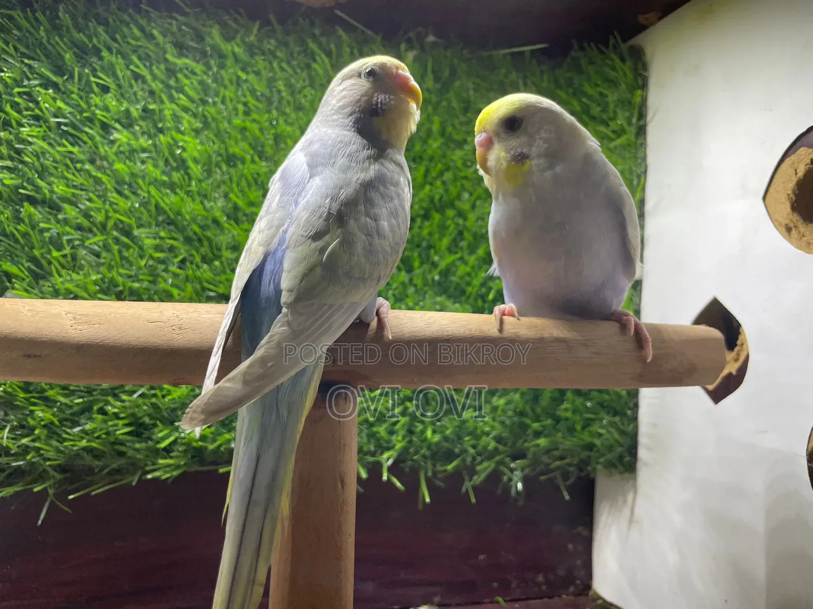 Running Budgies