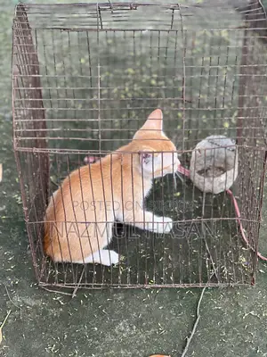 ৩-৬ মাস বয়সী পুরুষ মিক্সড ব্রিড বেঙ্গল বিড়াল