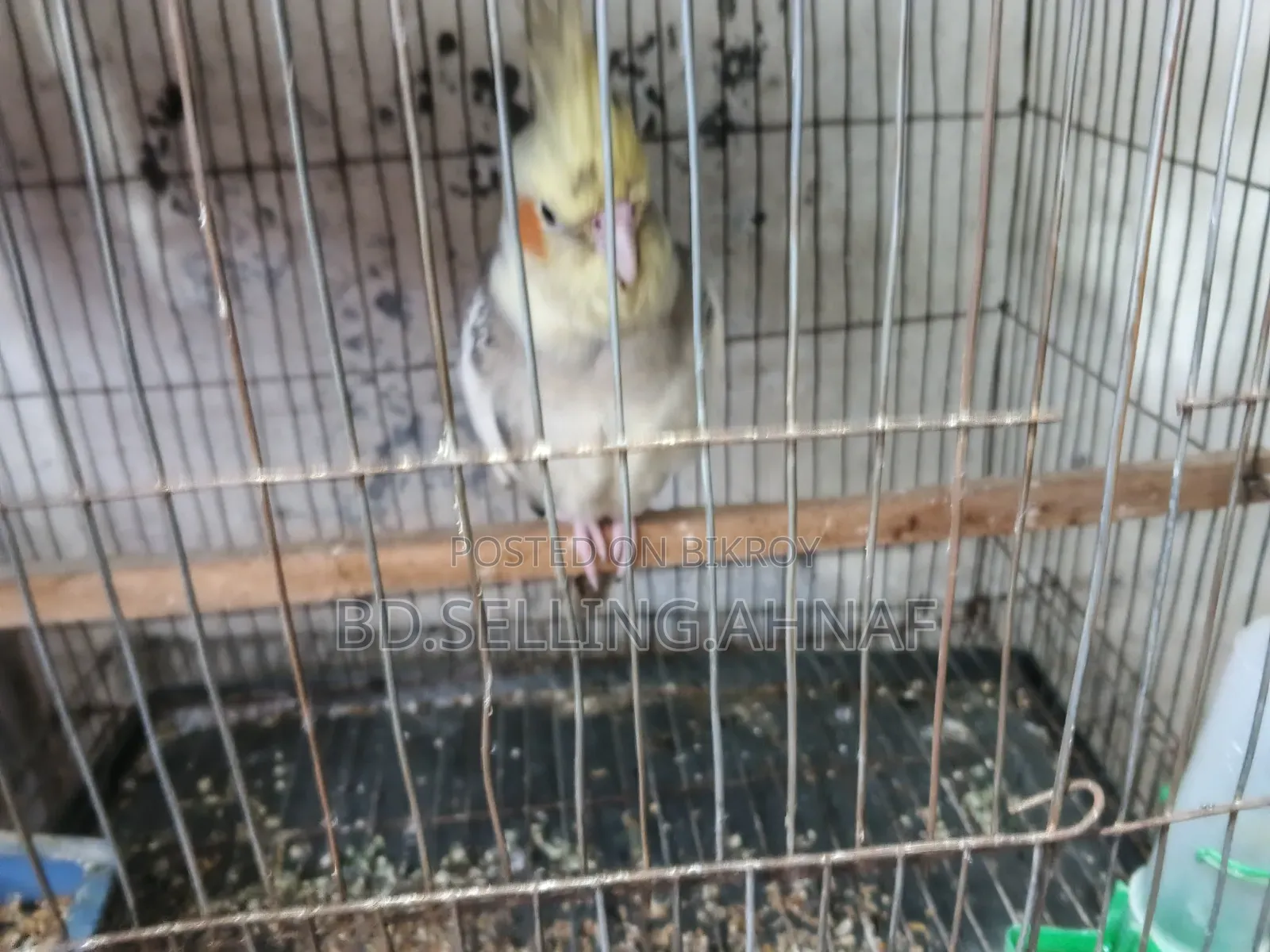 Cockatiel 10 Month Old