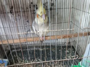 ১০ মাস বয়সী ককাটেল