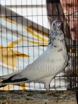 White Golden Kobutor