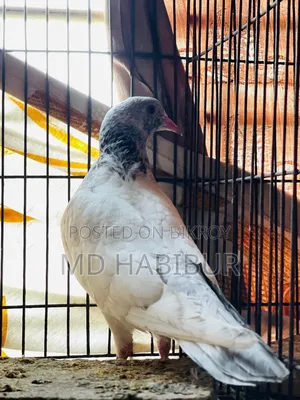 White Golden Pigeon