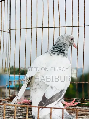 White Golden Pigeon