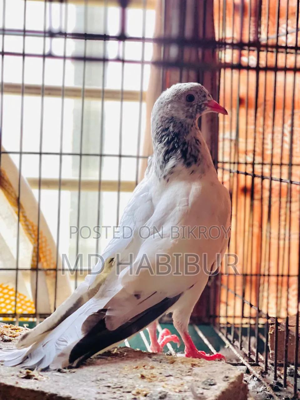 White Golden Pigeon
