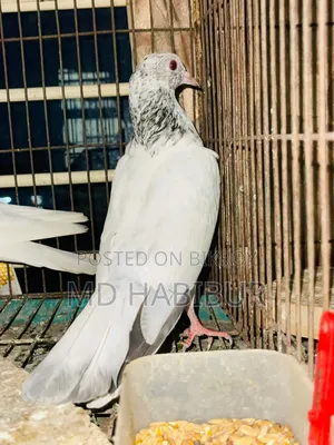 White Golden Pigeon