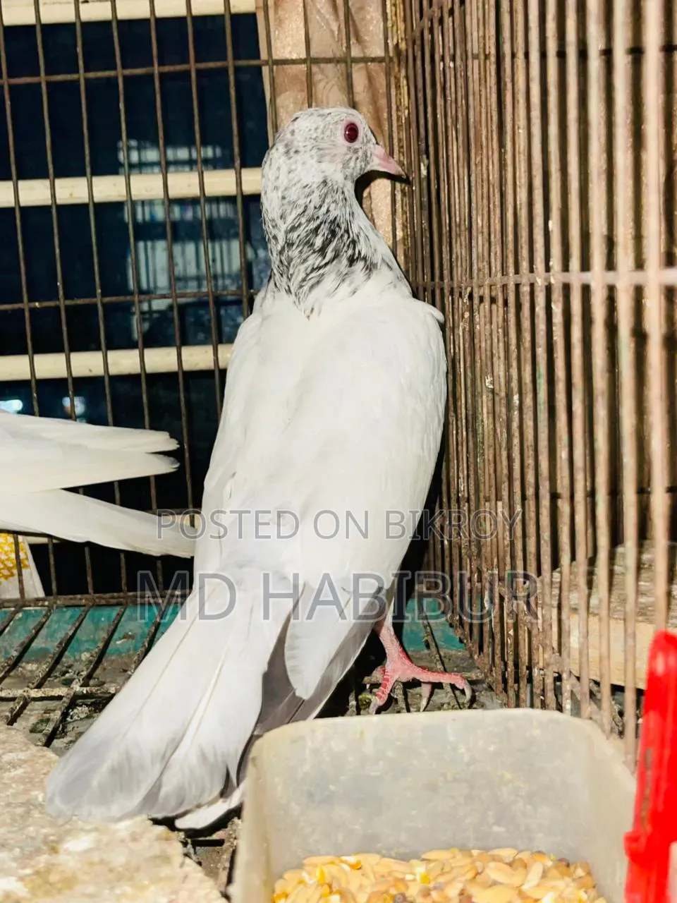 White Golden Pigeon