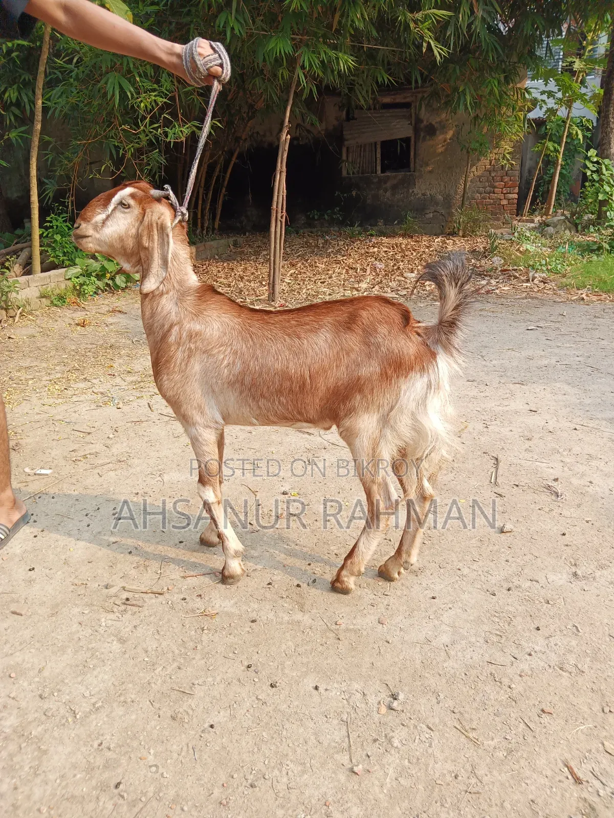 Qurbani Goat