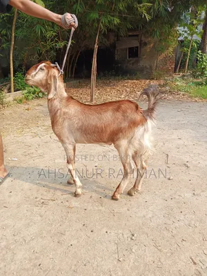 Qurbani Goat