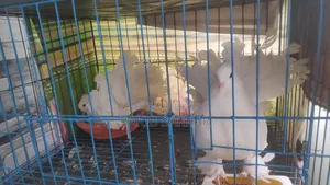 Laksha Pigeon