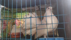 Laksha Pigeon