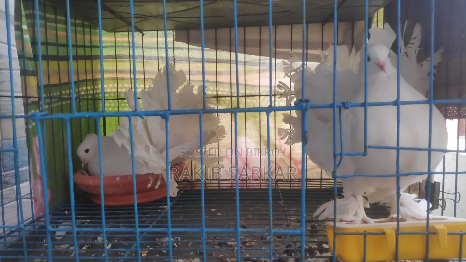 Laksha Pigeon