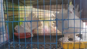 Laksha Pigeon