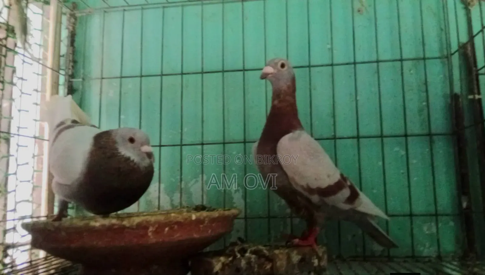 Pair of Running Milli Racers for Sale