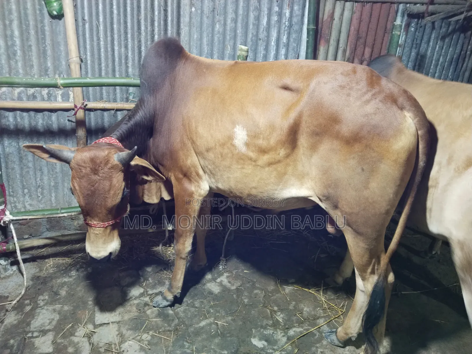 Cow for Sale 112,000