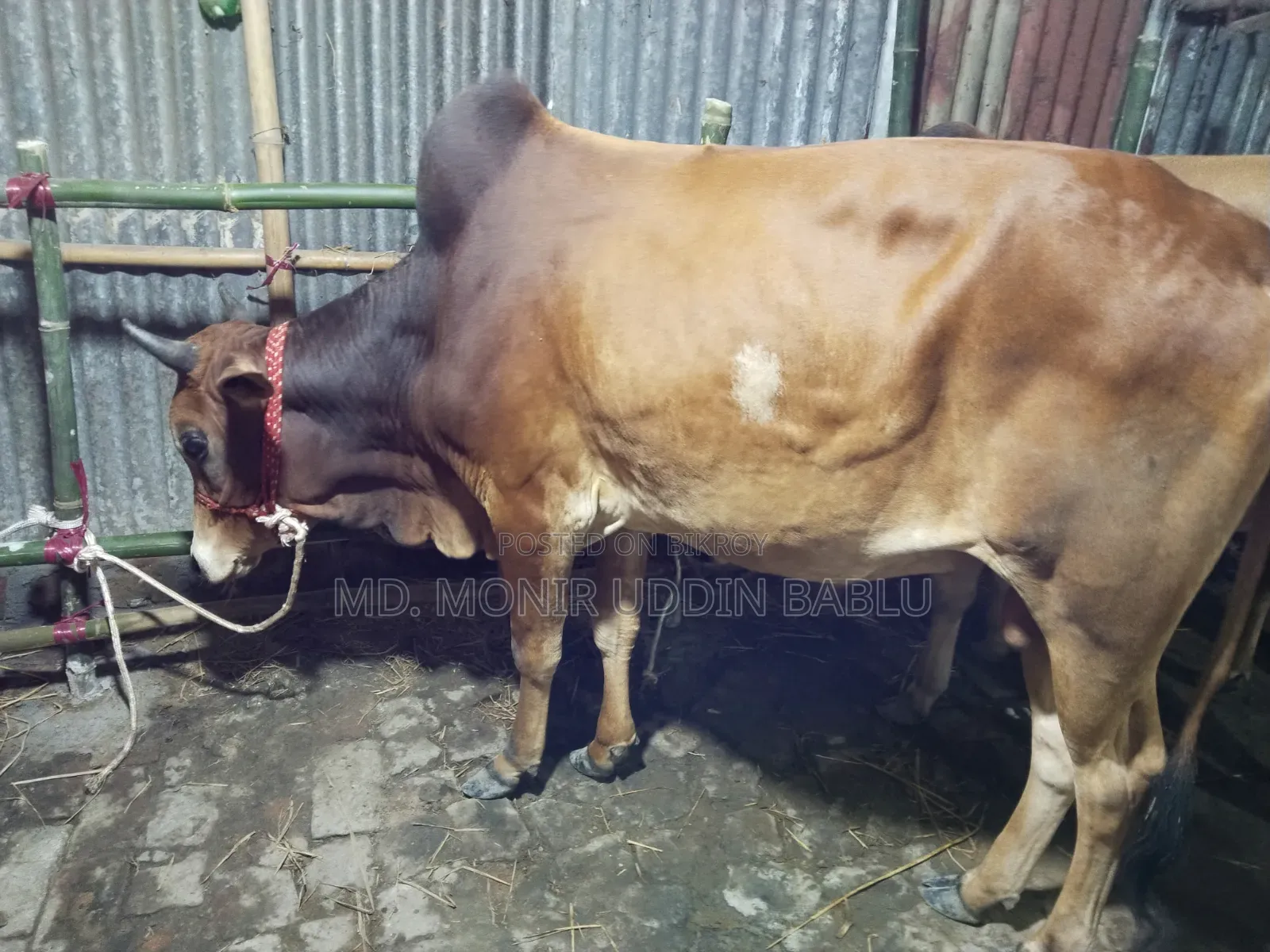 Cow for Sale 112,000