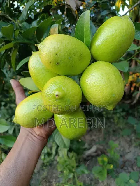 প্রিমিয়াম কোয়ালিটির এলাচি লেবু