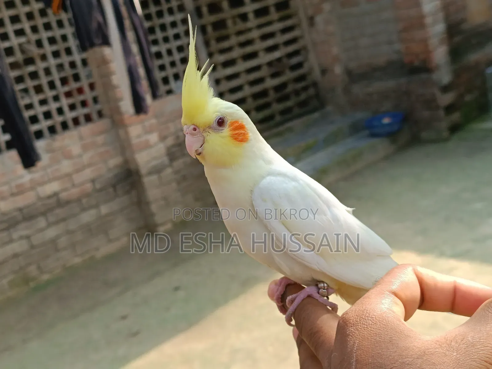 Tame Cockatiel Bird