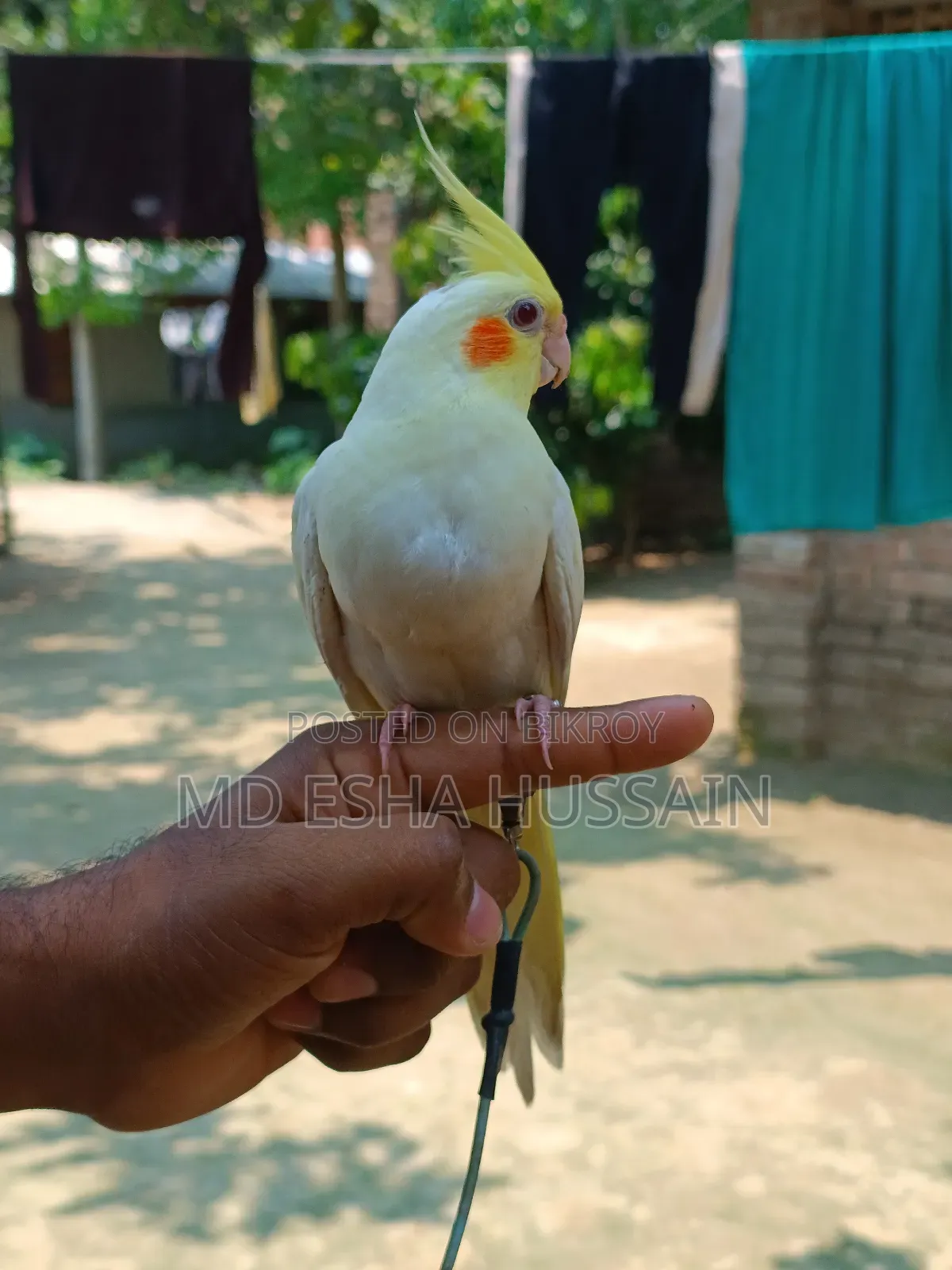 Tame Cockatiel Bird
