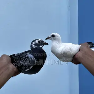 Racer and Giribaz Pigeons