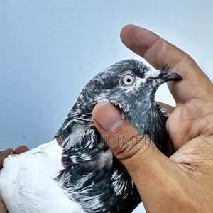 Racer and Giribaz Pigeons