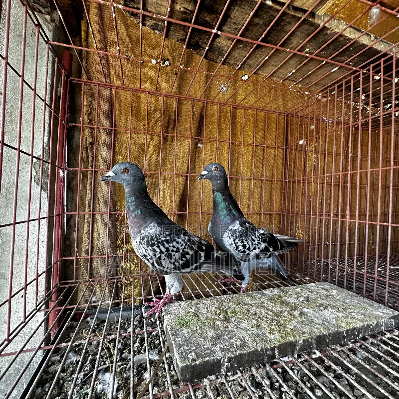 Racer and Giribaz Pigeons