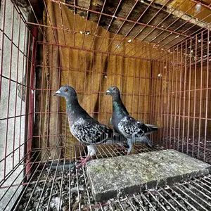 Racer and Giribaz Pigeons