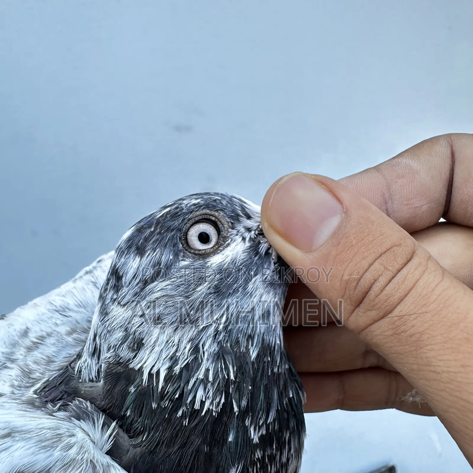 Racer and Giribaz Pigeons