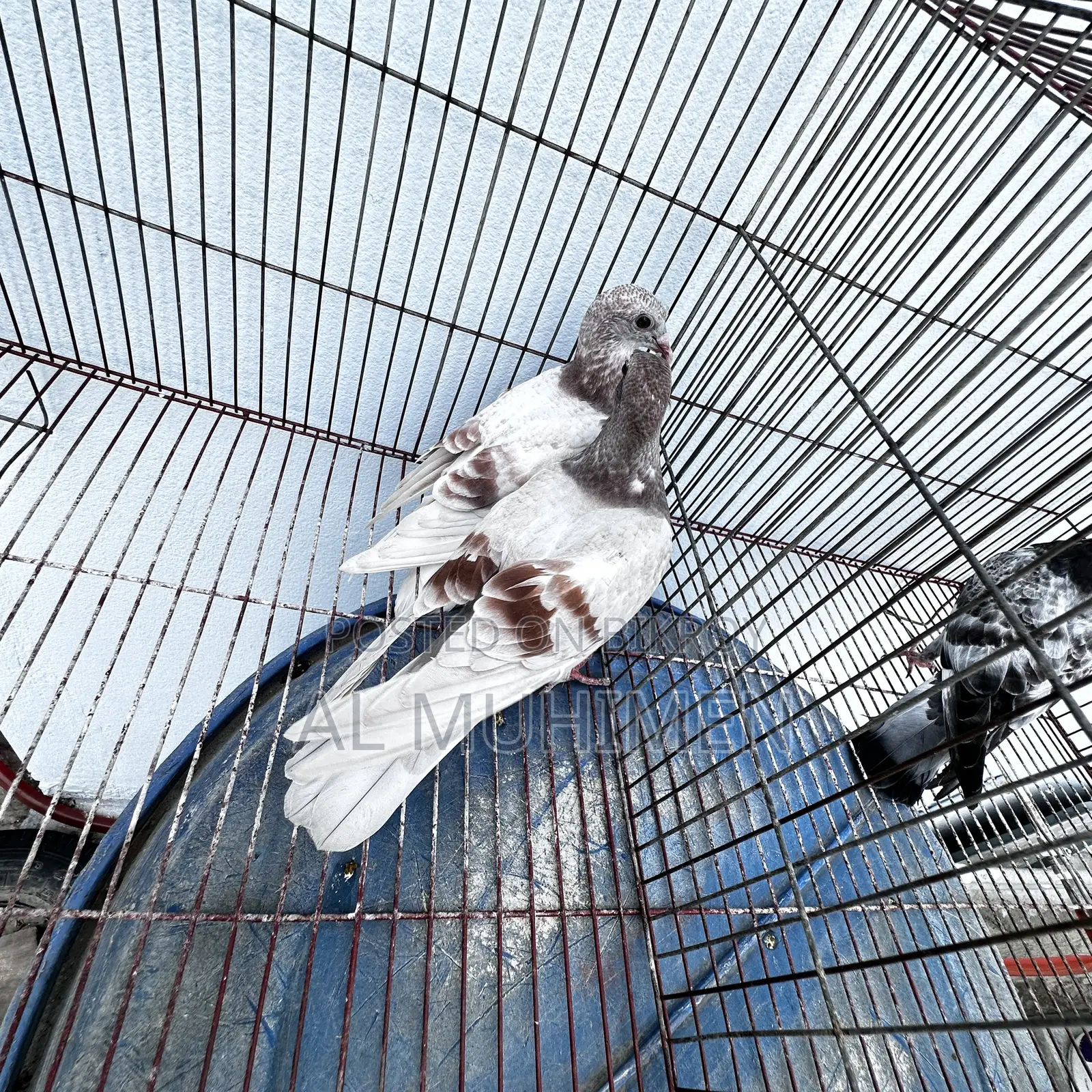 Racer and Giribaz Pigeons
