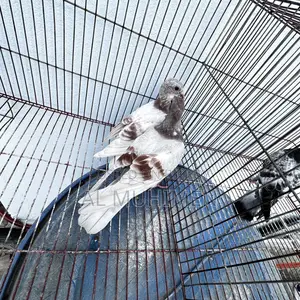 Racer and Giribaz Pigeons