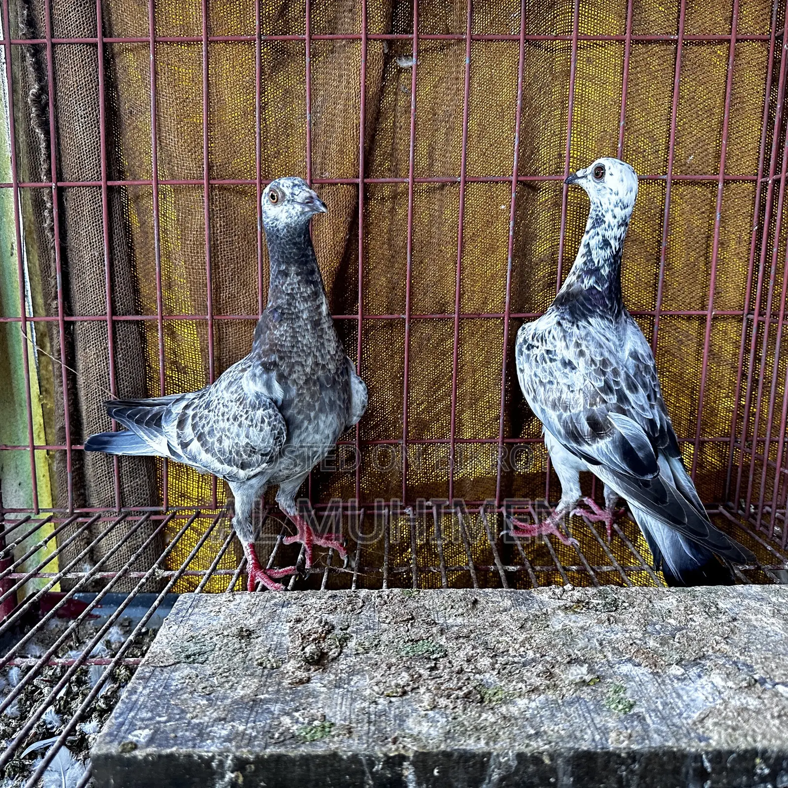 Racer and Giribaz Pigeons