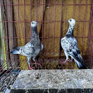 Racer and Giribaz Pigeons