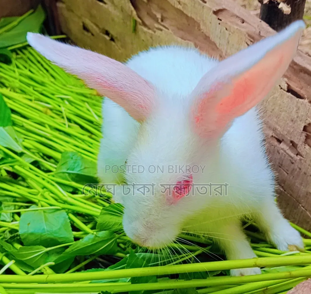 Healthy Rabbits for Sale at Affordable Prices
