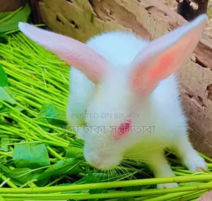 Healthy Rabbits for Sale at Affordable Prices