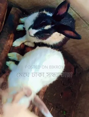 Healthy Rabbits for Sale at Affordable Prices