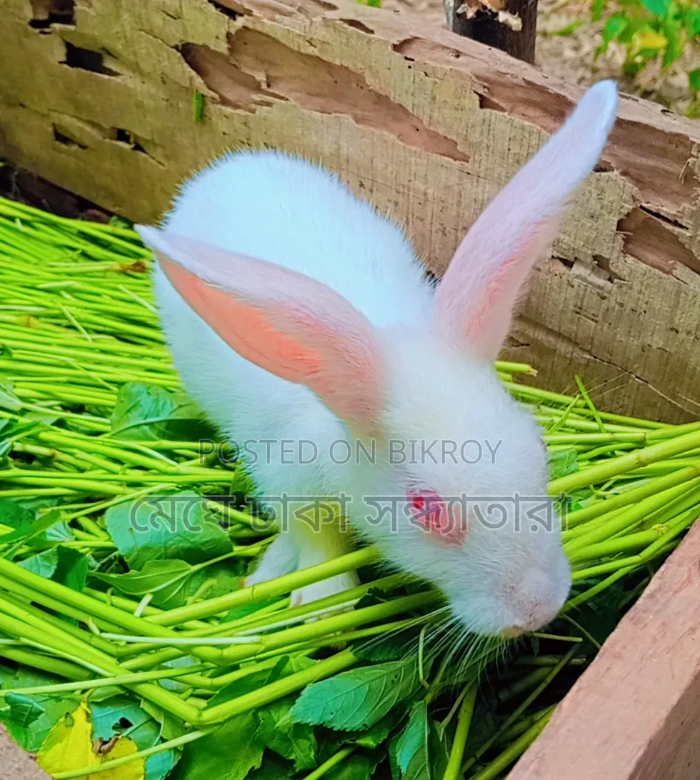 Healthy Rabbits for Sale at Affordable Prices