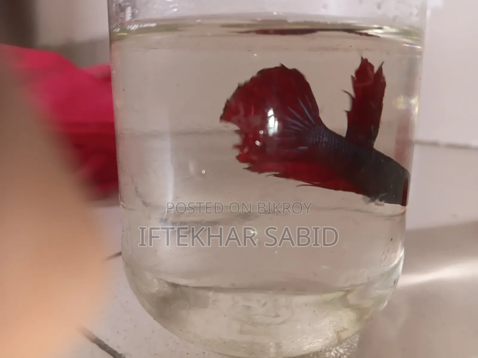 1 Pair Betta + Siso Food
