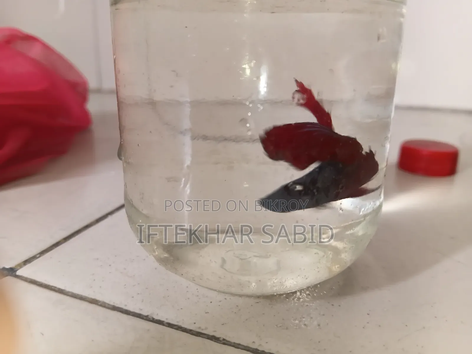 1 Pair Betta + Siso Food