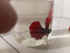 1 Pair Betta + Siso Food