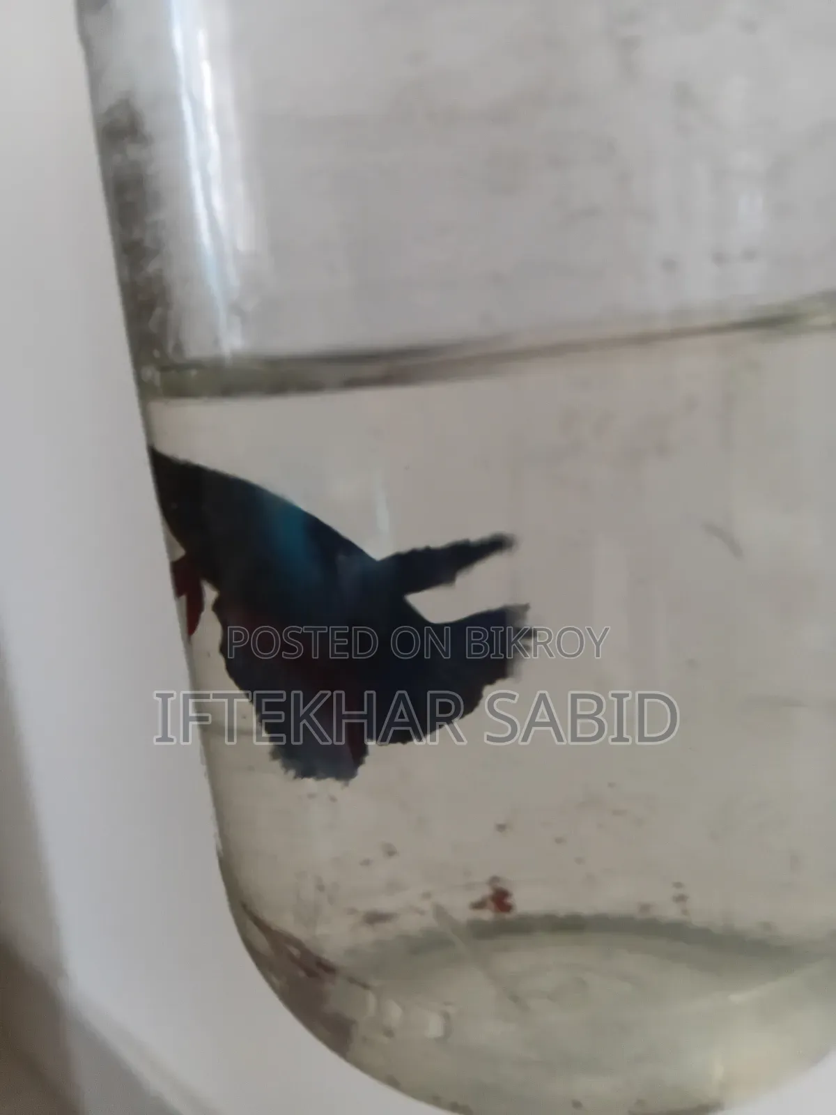 1 Pair Betta + Siso Food