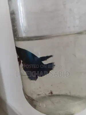 1 Pair Betta + Siso Food