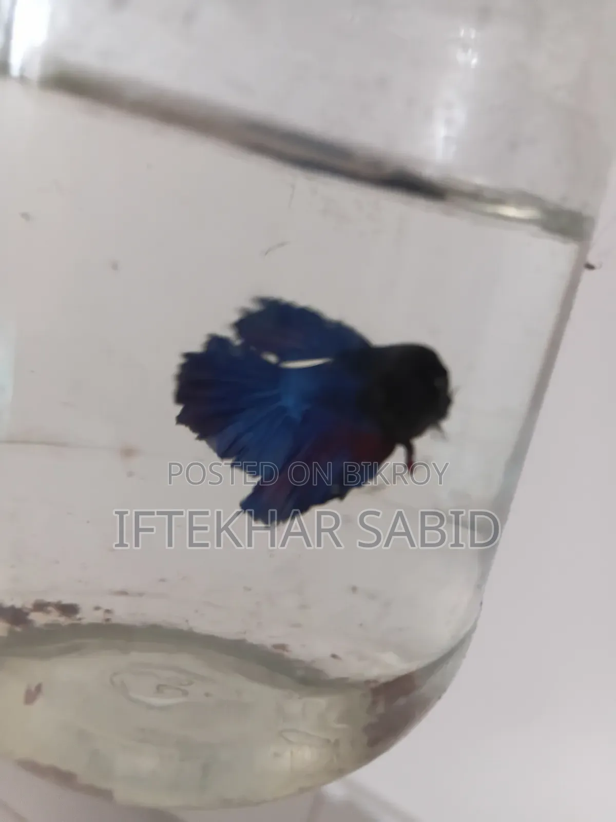 1 Pair Betta + Siso Food