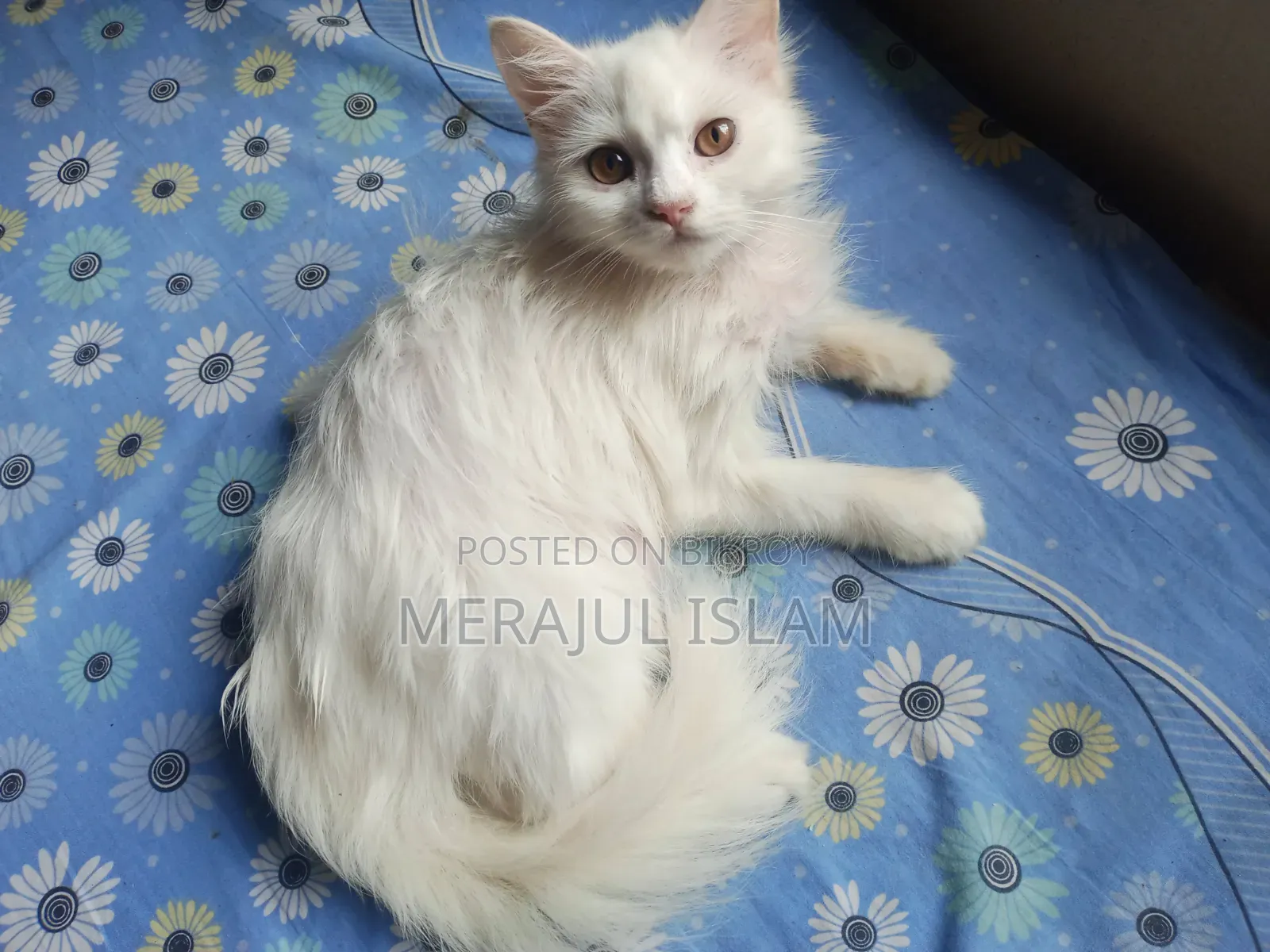 1-3 Months Male Mixed Breed Persian