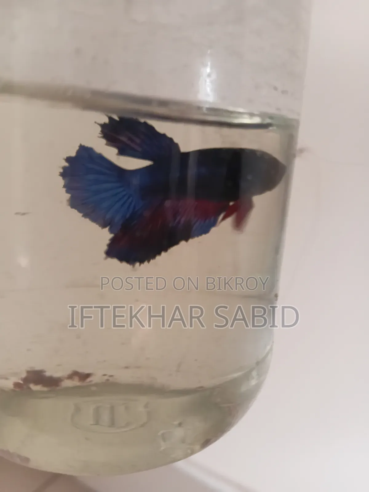 1 Pair Betta + Siso Food