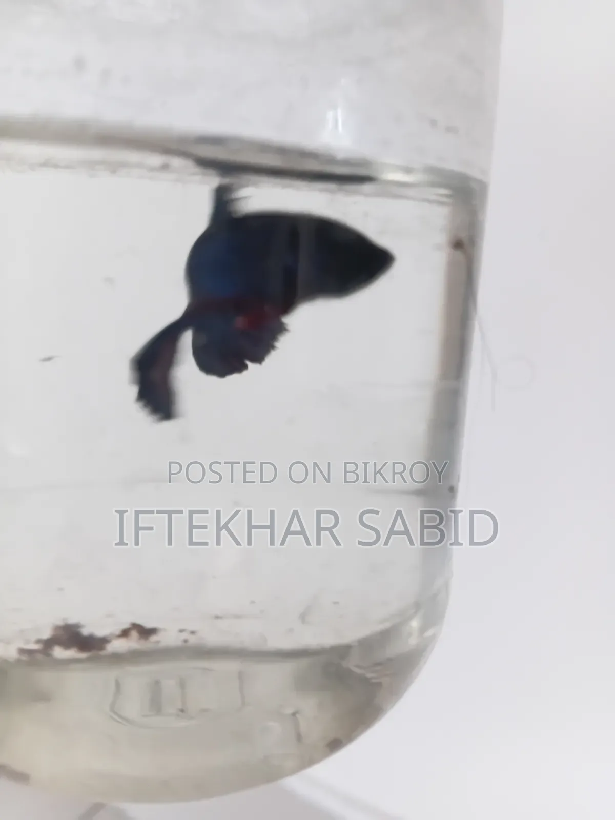 1 Pair Betta + Siso Food