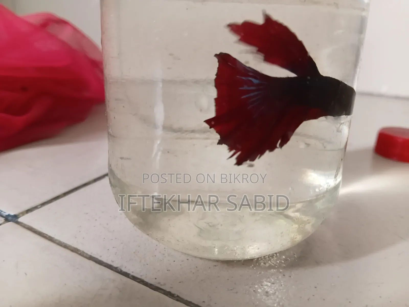 1 Pair Betta + Siso Food