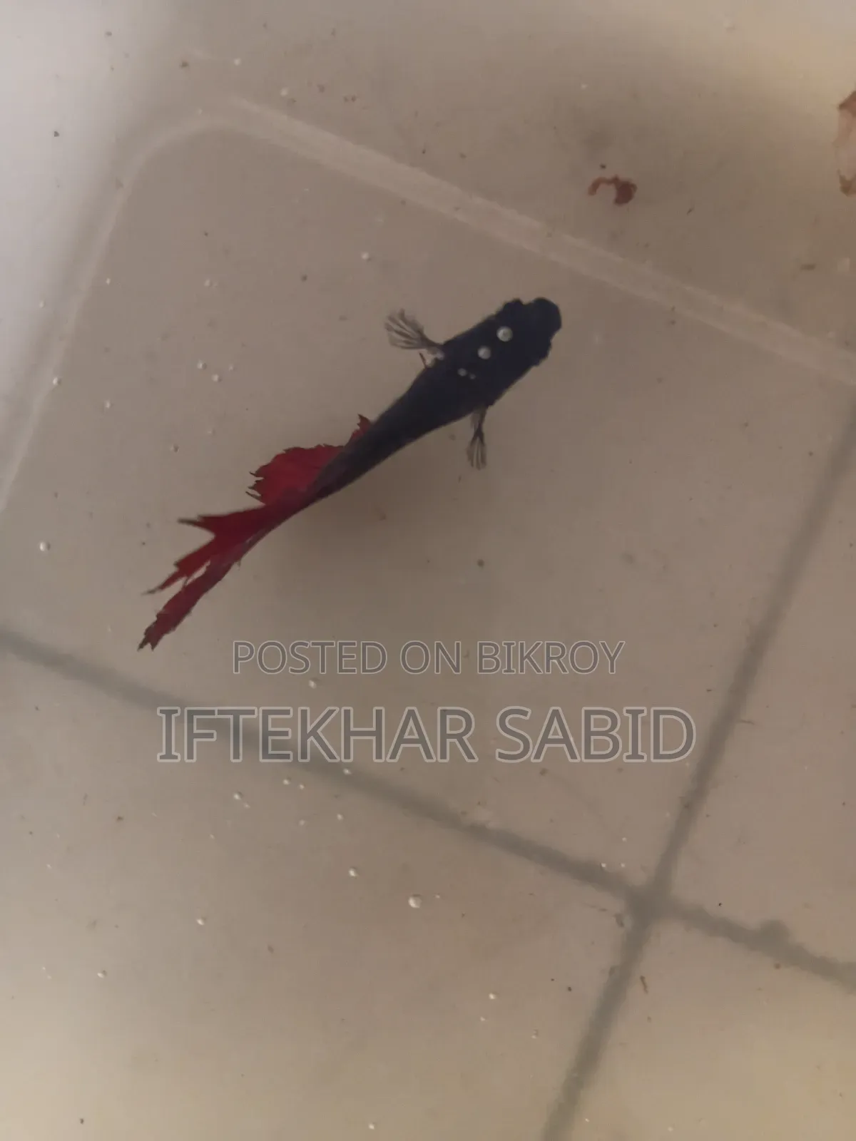 1 Pair Betta + Siso Food
