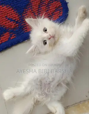 ১-৩ মাস বয়সী মেল পিওরব্রেড পার্সিয়ান