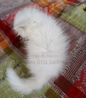 ১-৩ মাস বয়সী মেল পিওরব্রেড পার্সিয়ান